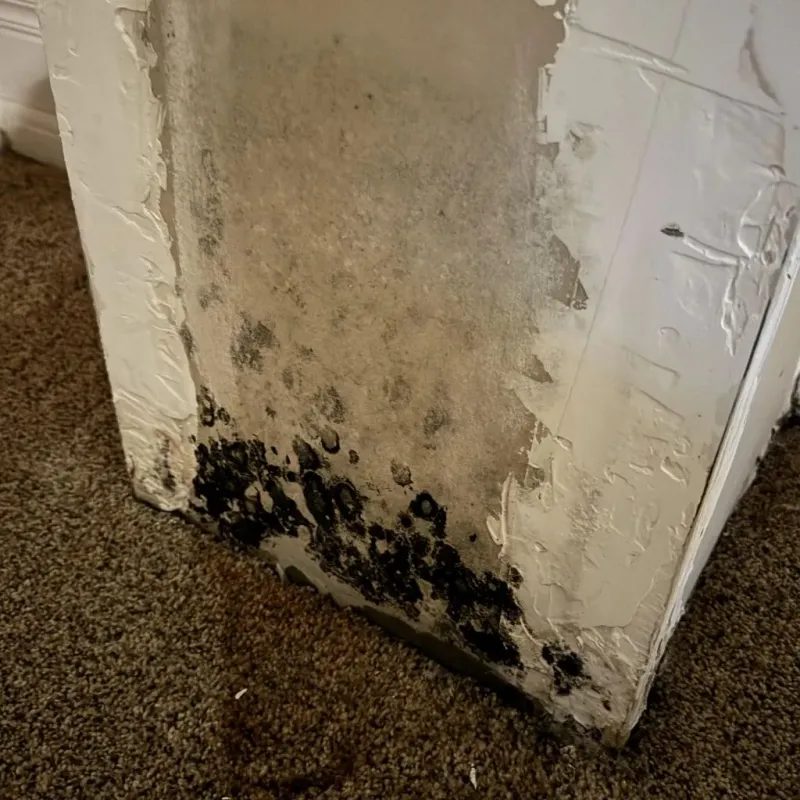 Professional Mold Removal in Port Wentworth, GA
